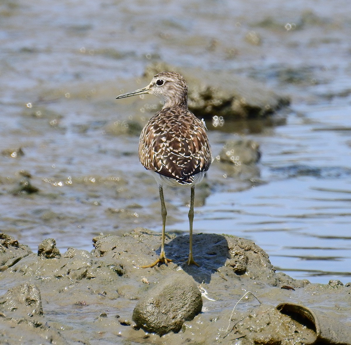 Wood Sandpiper - Arlango Lee