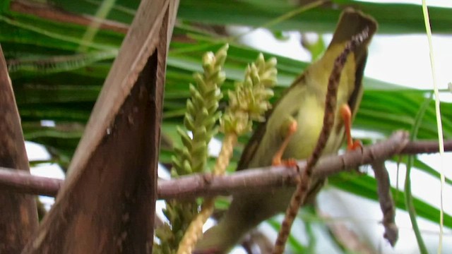 Spectacled Spiderhunter - ML424687131