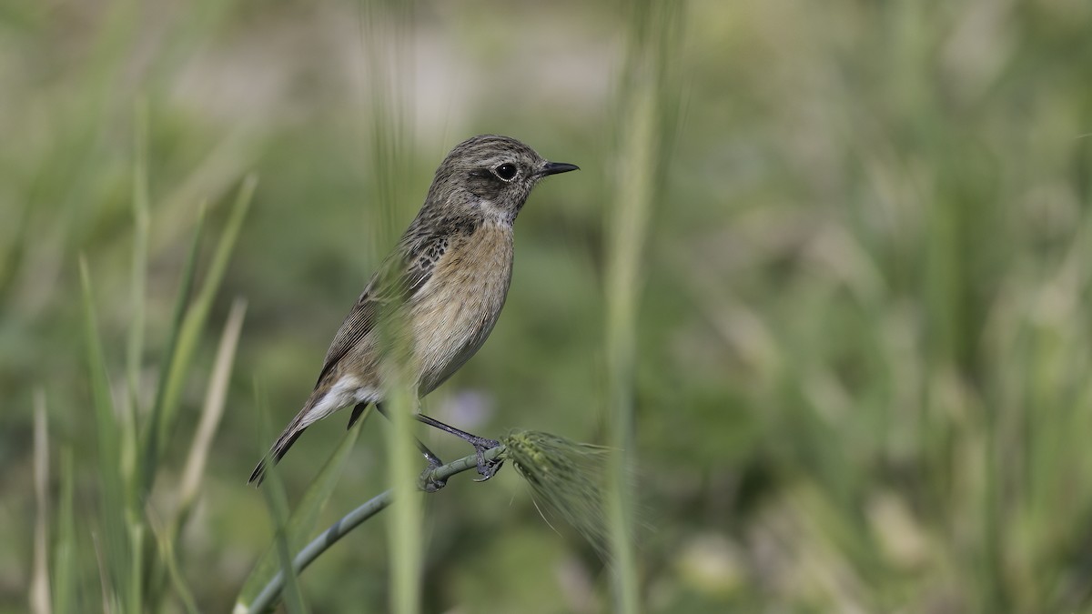 European Stonechat - ML424687271