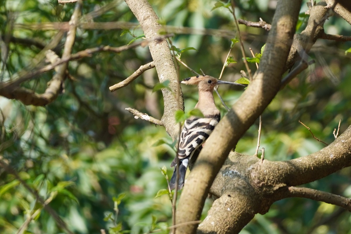 Eurasian Hoopoe - ML424687501