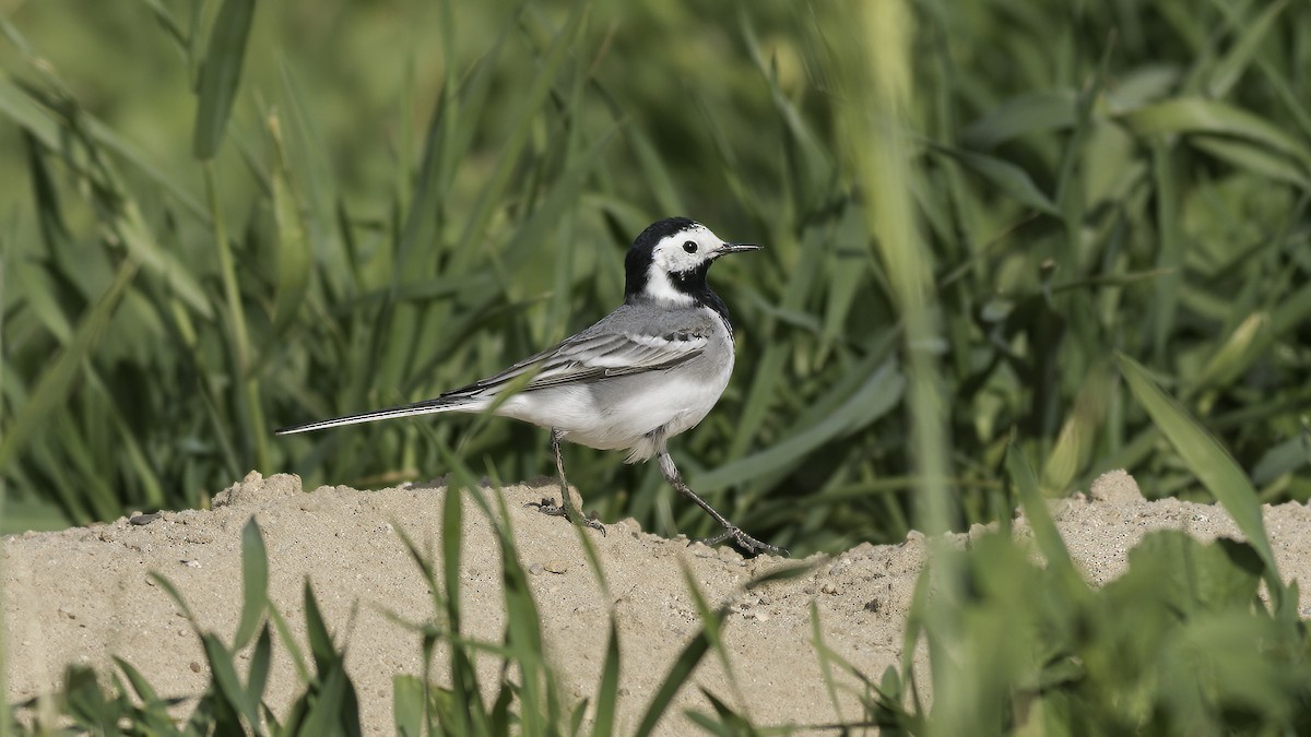 konipas bílý (ssp. alba/dukhunensis) - ML424689511