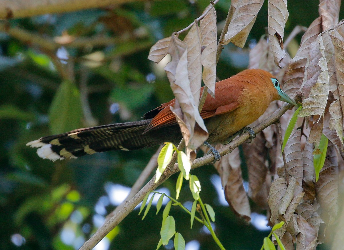 Raffles's Malkoha - ML424689541