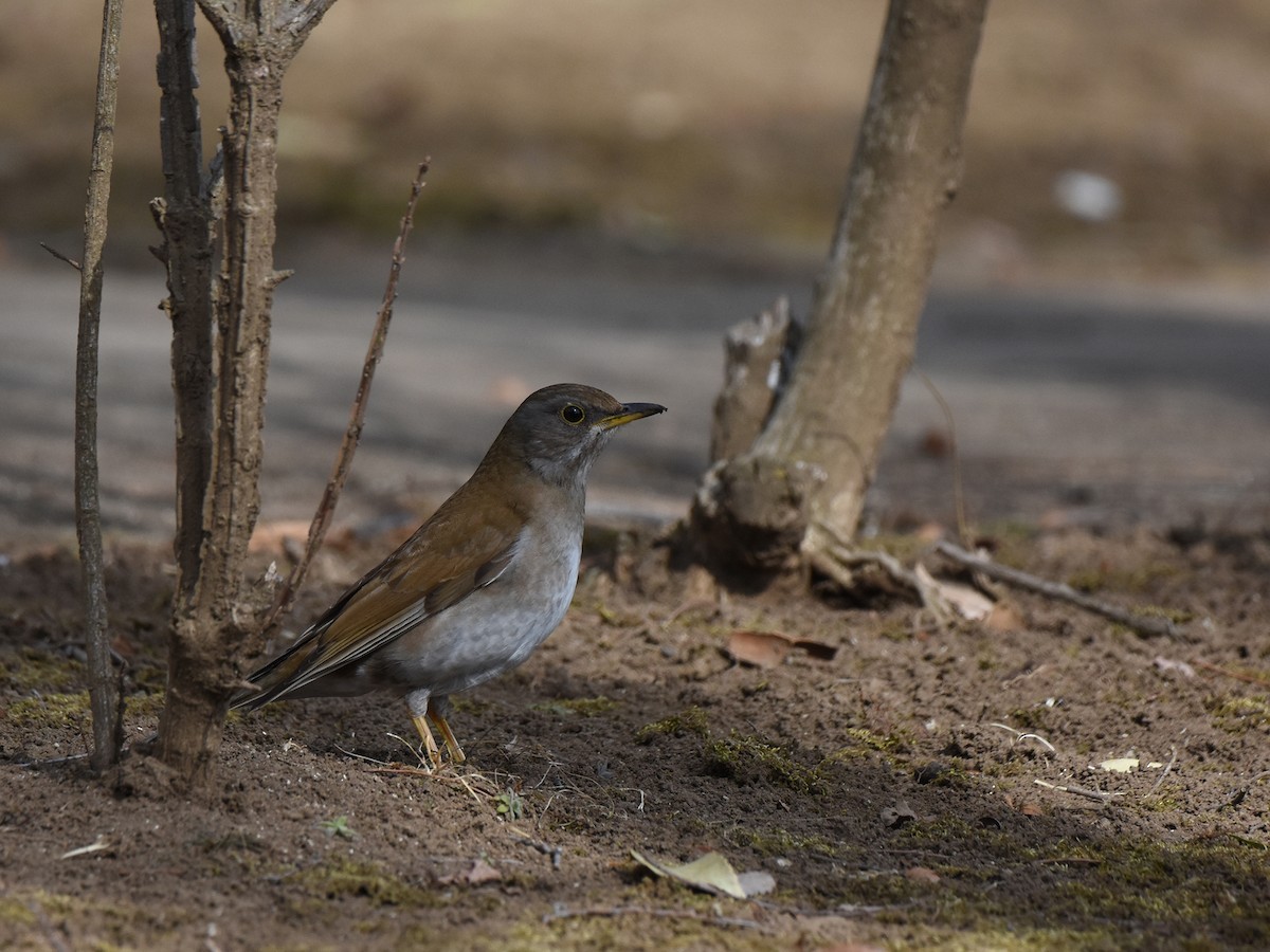 Pale Thrush - Yojiro Nagai