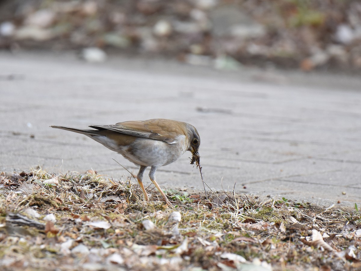 Pale Thrush - Yojiro Nagai