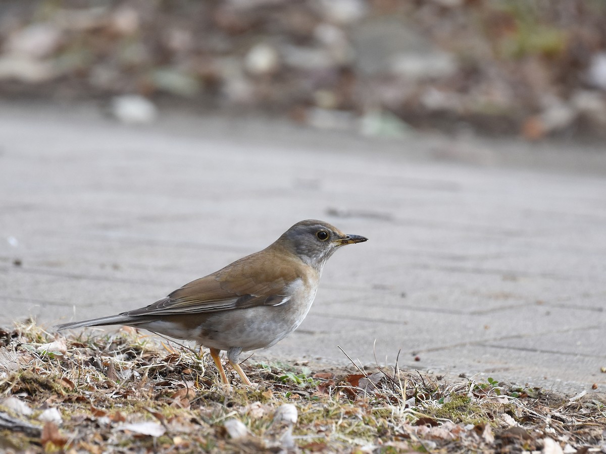 Pale Thrush - ML424690031