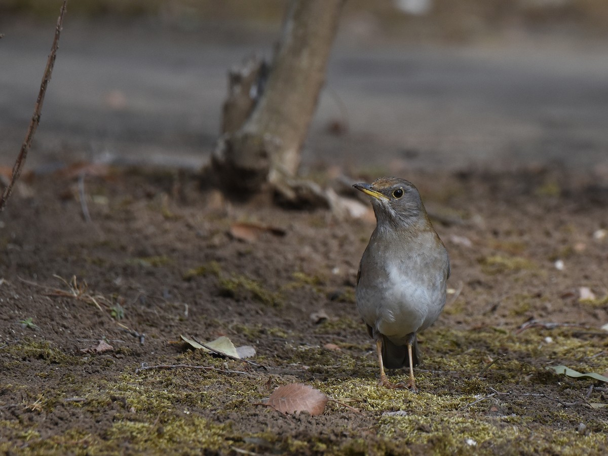 Pale Thrush - ML424690041