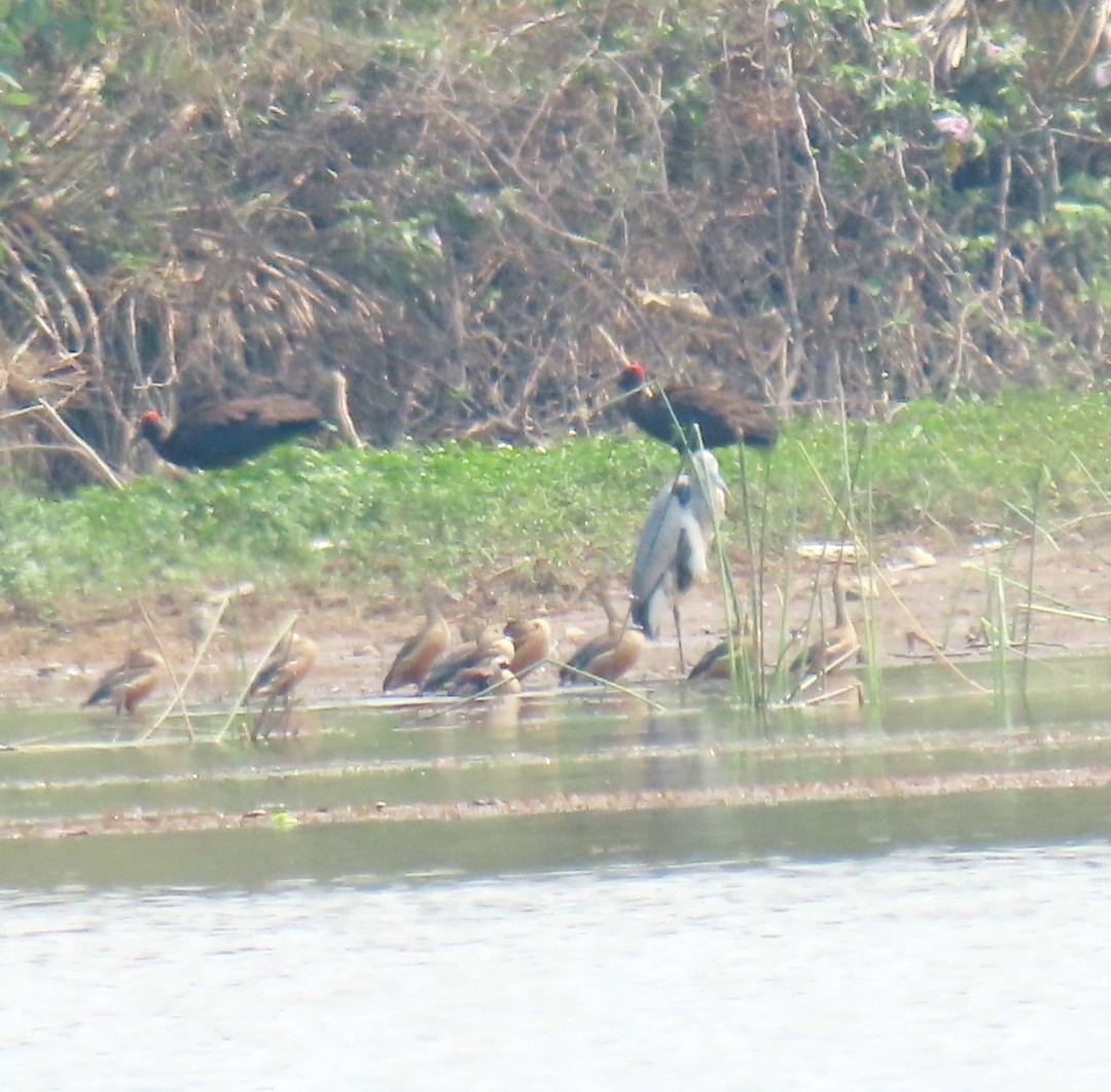 Модны анхир - ML424693171