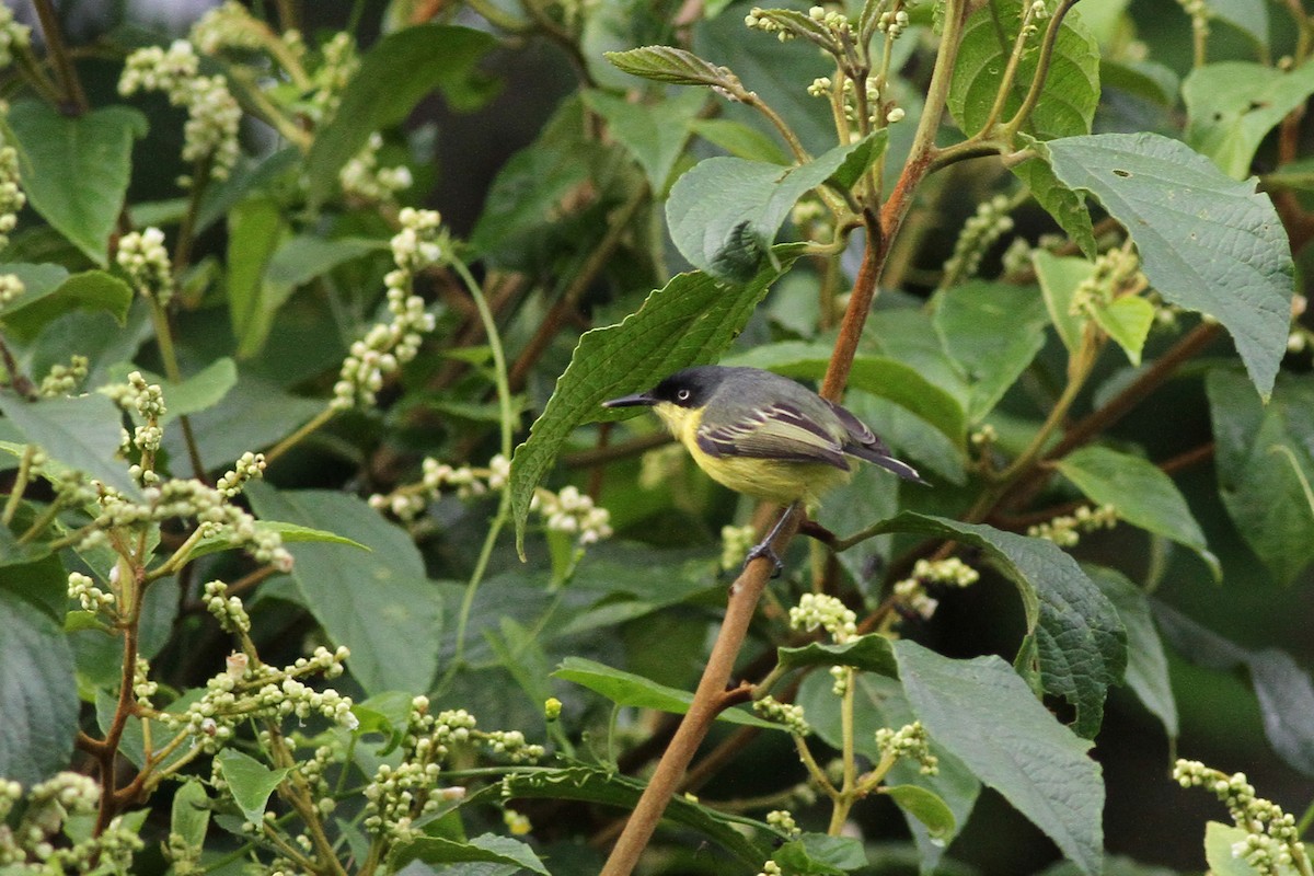 Common Tody-Flycatcher - ML42469381