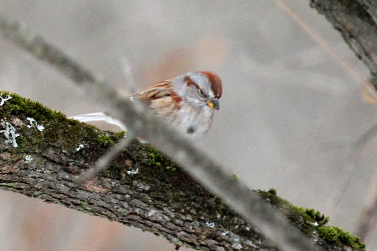 American Tree Sparrow - ML42469601