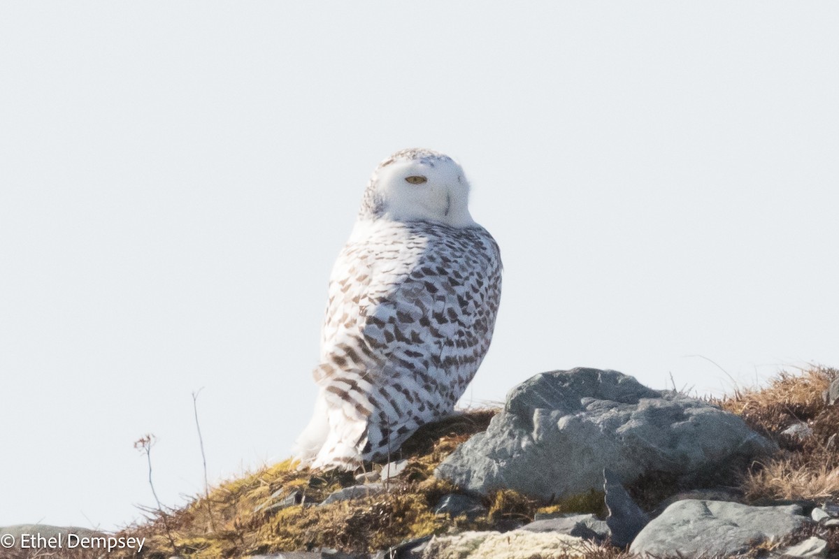 Harfang des neiges - ML424697271