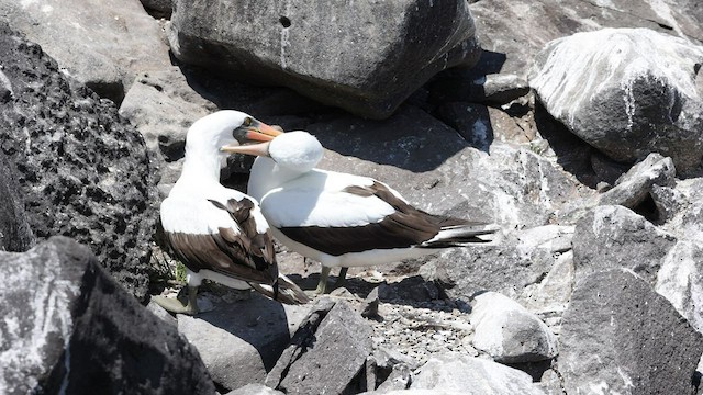 Nazca Booby - ML424697511