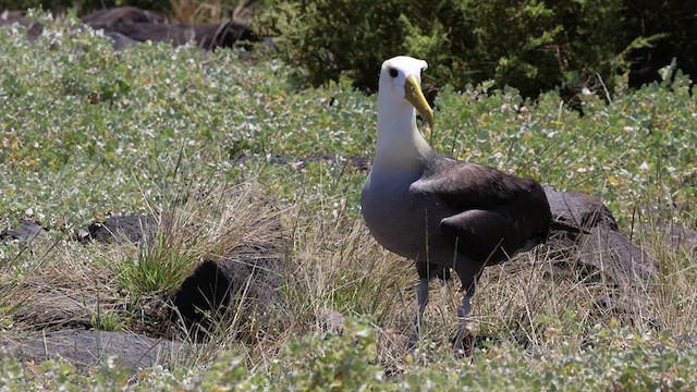 Waved Albatross - ML424697631