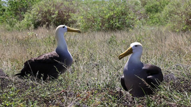 albatros galapážský - ML424697661