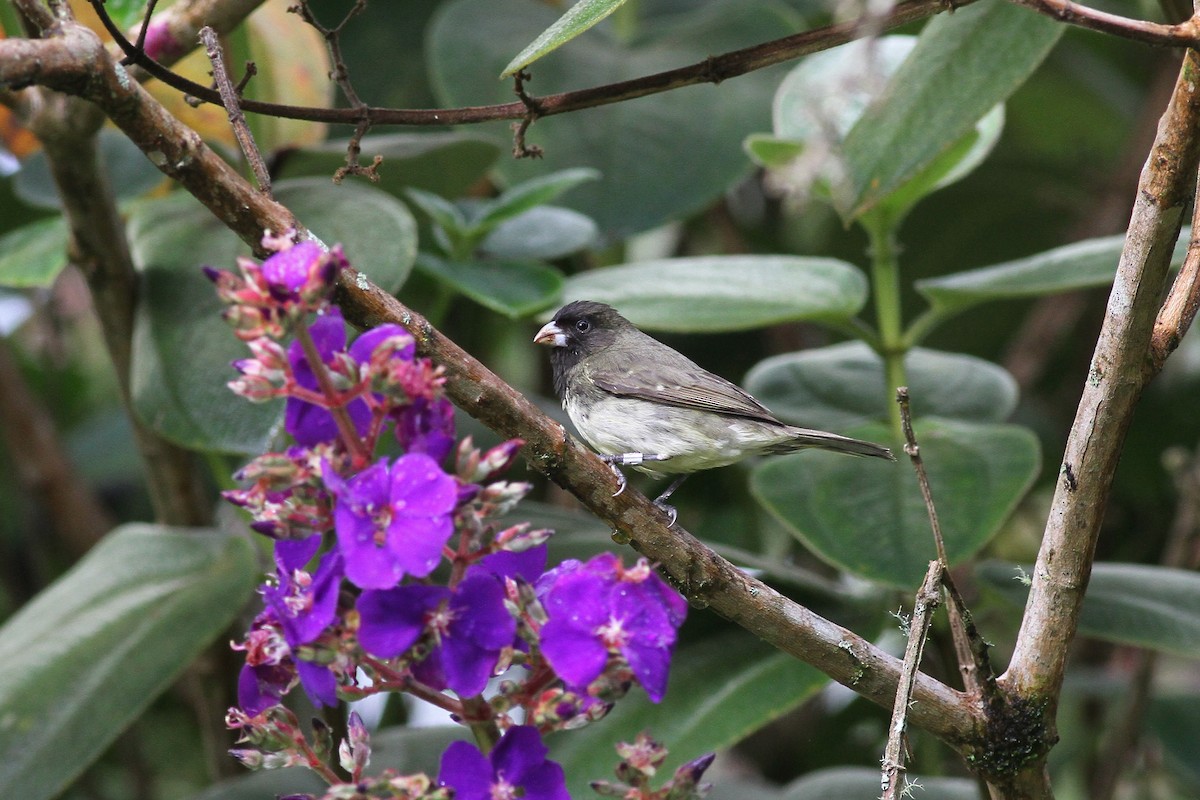 Yellow-bellied Seedeater - Michael McCloy