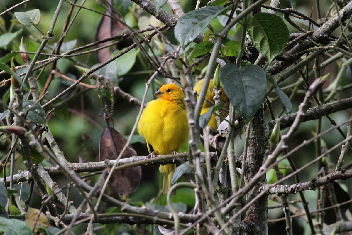 Saffron Finch - Michael McCloy