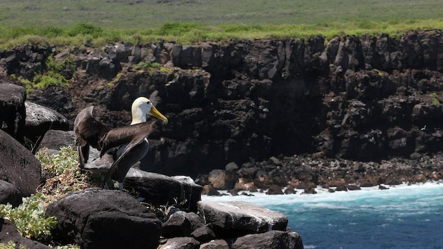 Waved Albatross - ML424699341