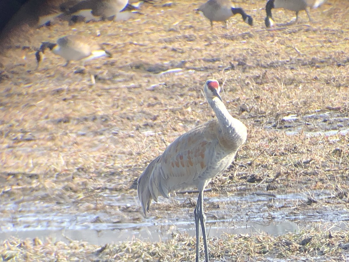 Sandhill Crane - Kathleen Rawdon
