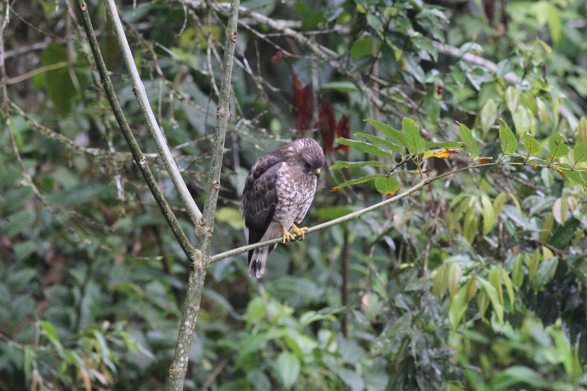 Broad-winged Hawk - Michael McCloy