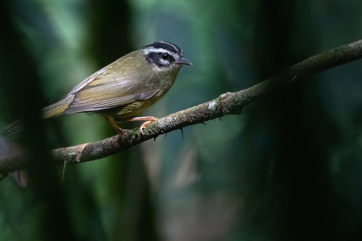 Three-striped Warbler - ML424701451