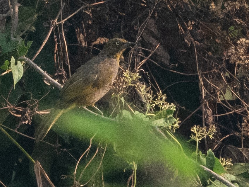 Pale-eyed Bulbul - ML424701821