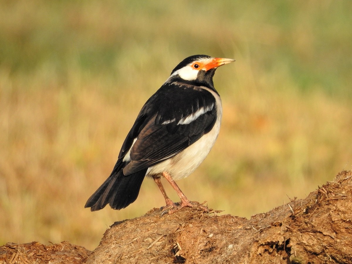 Indian Pied Starling - ML424702491