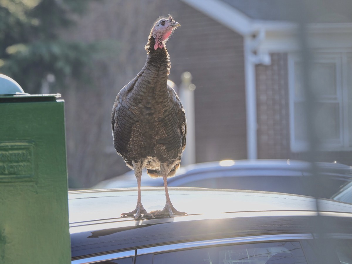 Wild Turkey - ML424702901