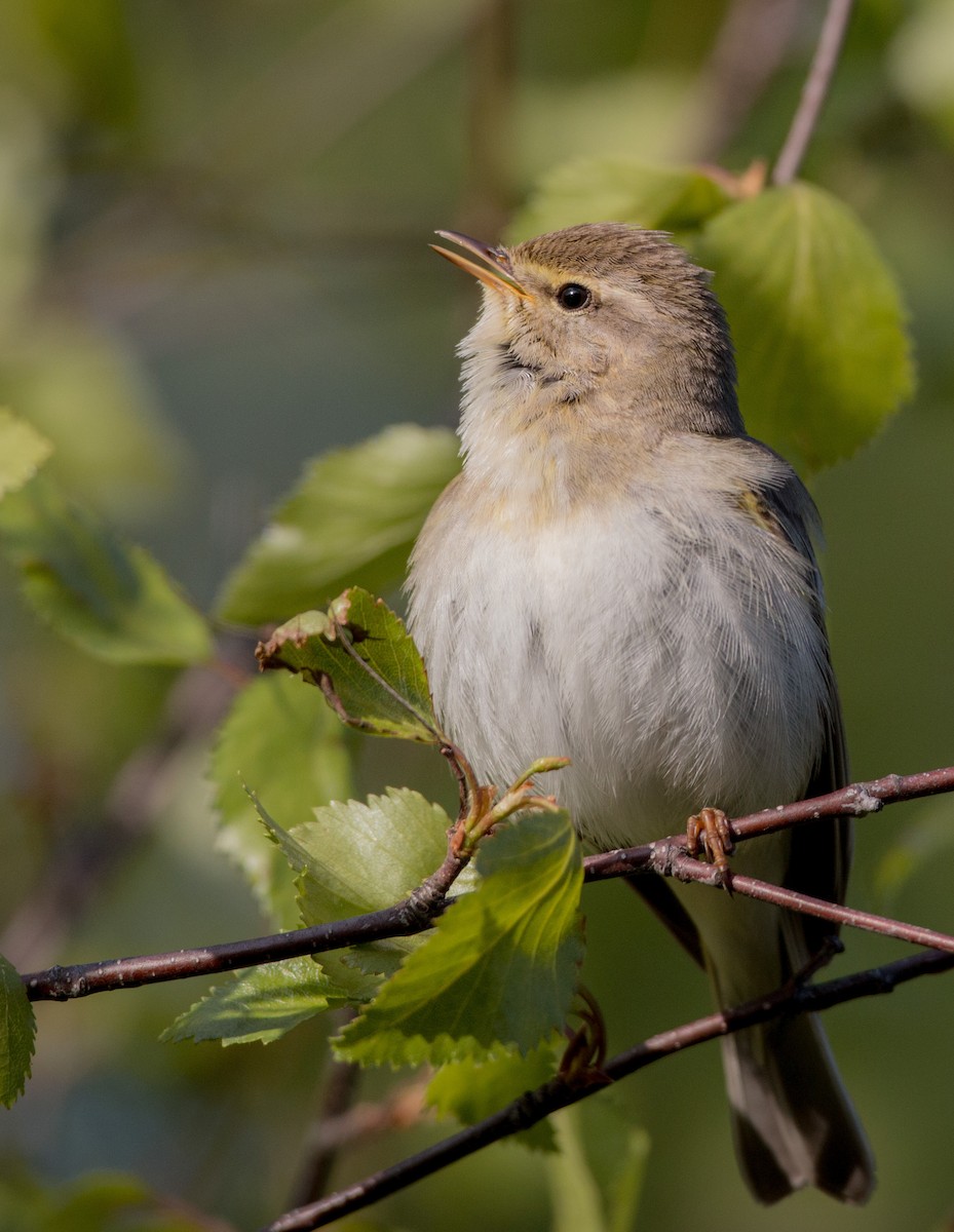 Willow Warbler - ML42470291