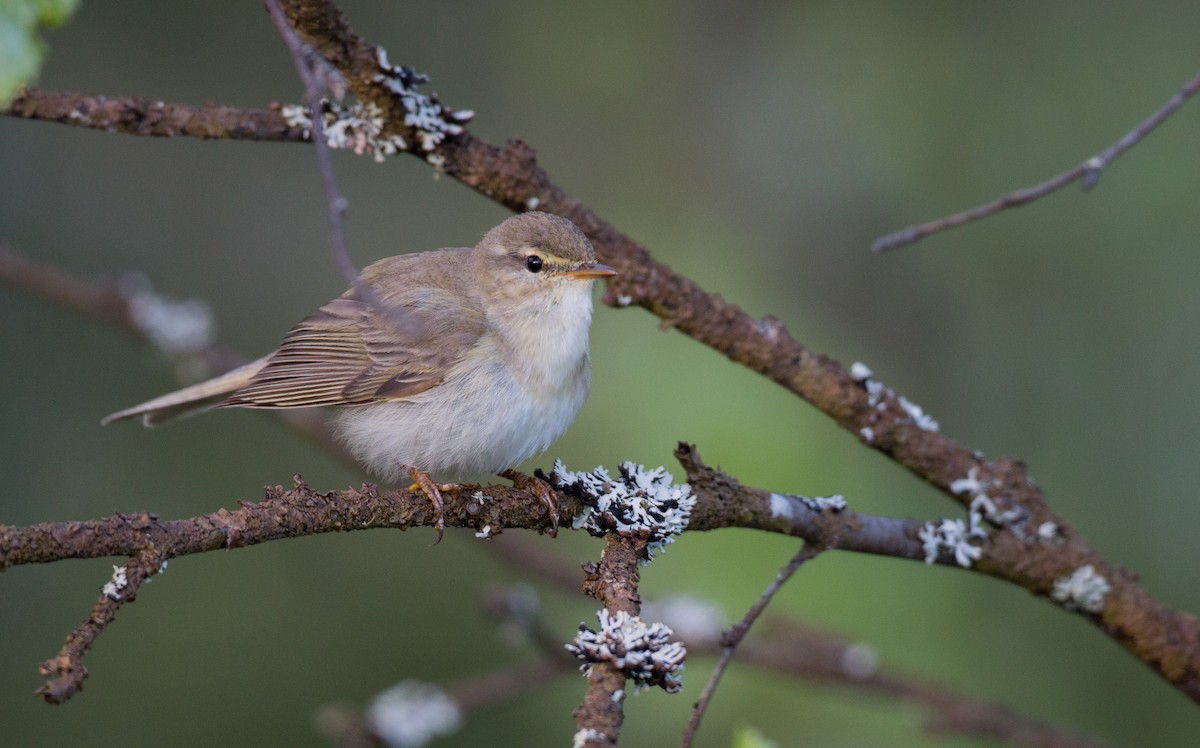 Willow Warbler - Ian Davies