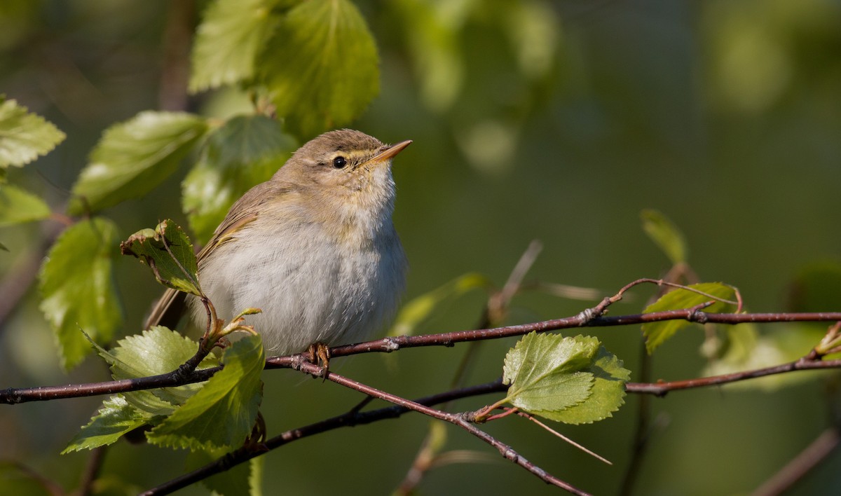 Willow Warbler - ML42470321