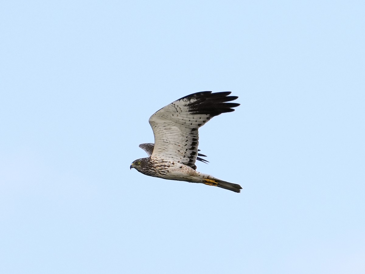 Aguilucho Lagunero Oriental - ML424703241