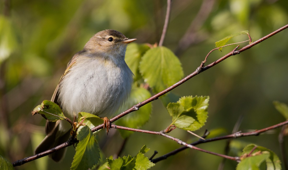 Willow Warbler - Ian Davies