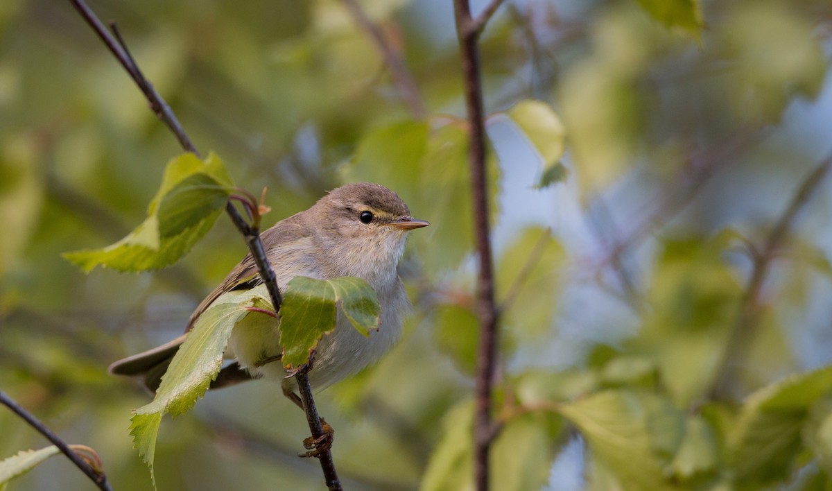 Willow Warbler - Ian Davies