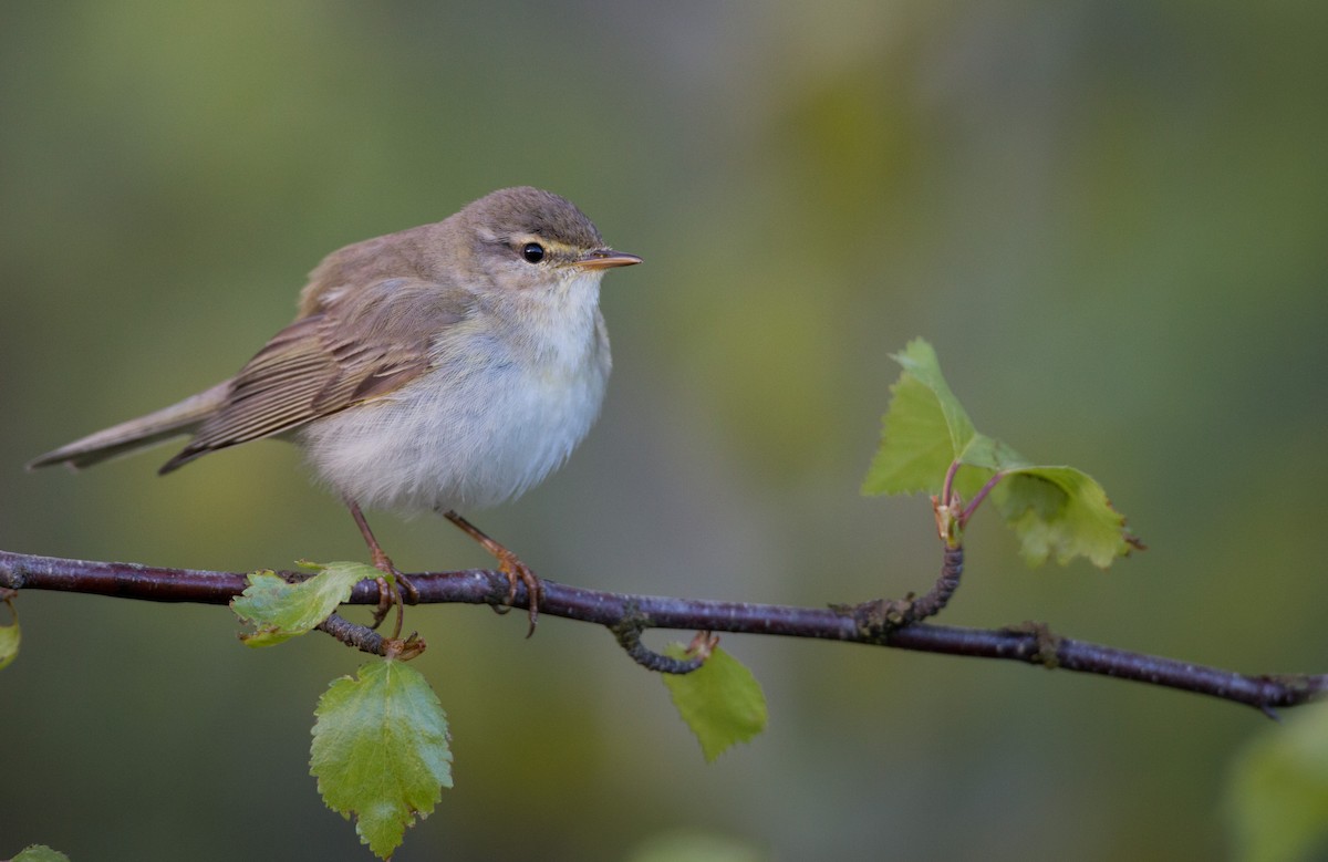 Willow Warbler - ML42470371