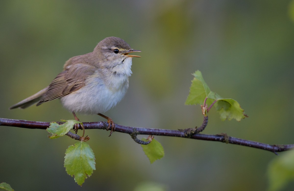 Willow Warbler - ML42470381