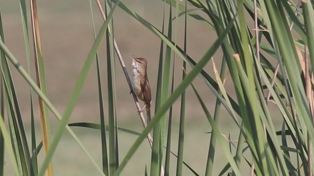 Clamorous Reed Warbler - ML424704311