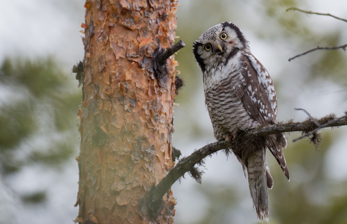 Northern Hawk Owl - Ian Davies