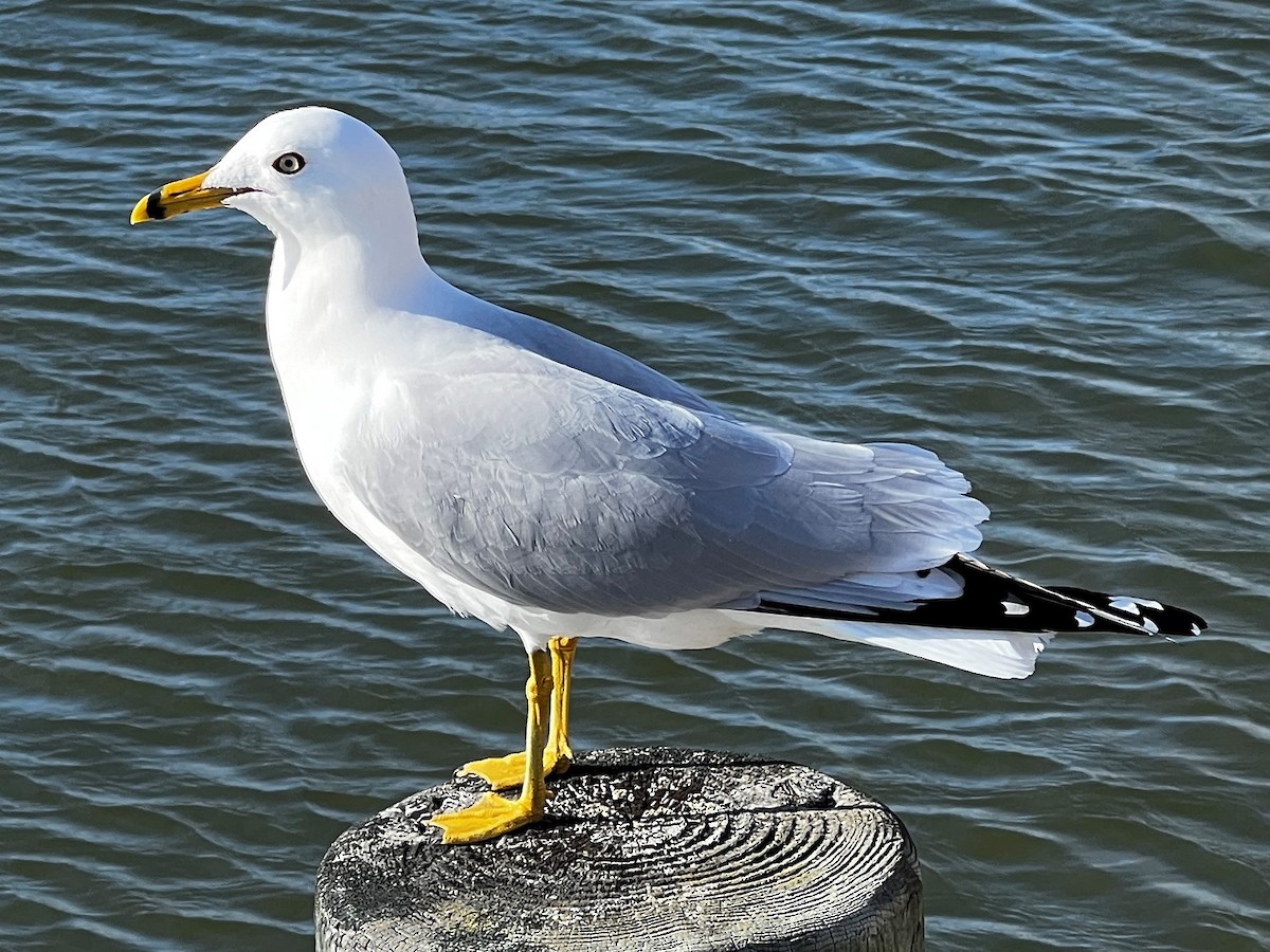 Ring-billed Gull - ML424704631