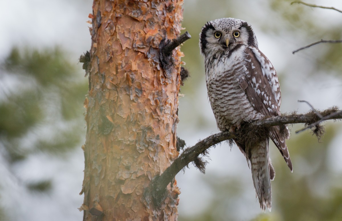 Northern Hawk Owl - ML42470531