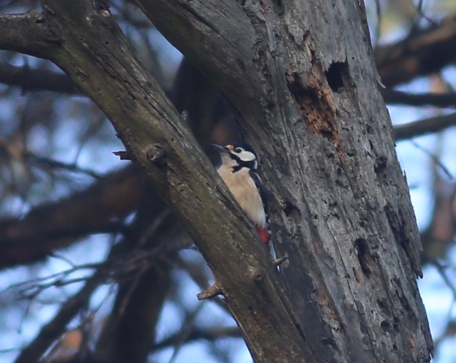 Great Spotted Woodpecker - Paul Bourdin