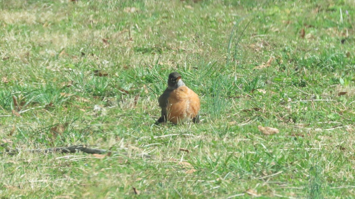 American Robin - ML424706651