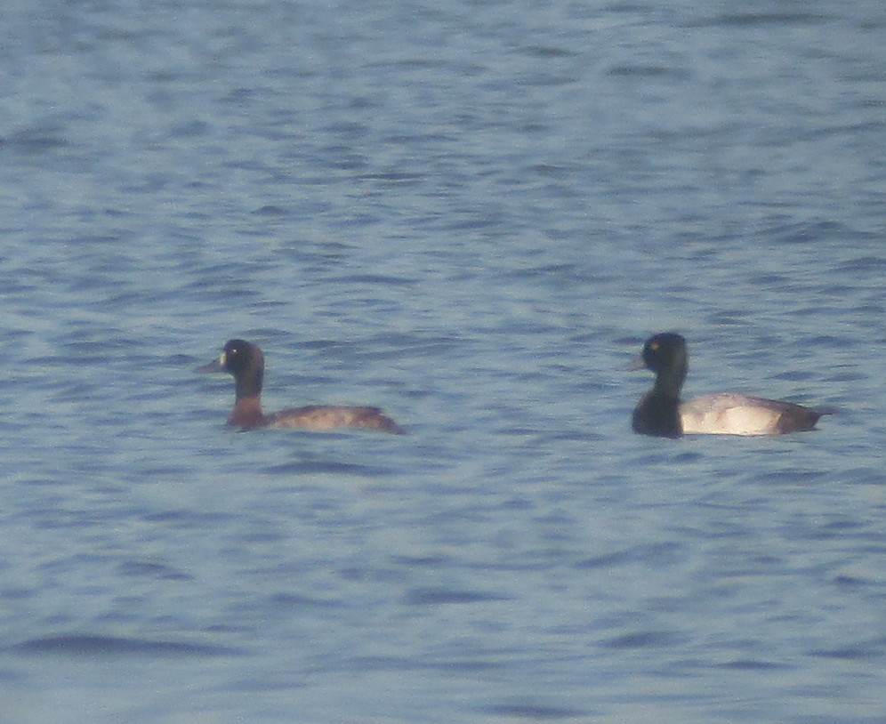 Greater Scaup - ML42470801