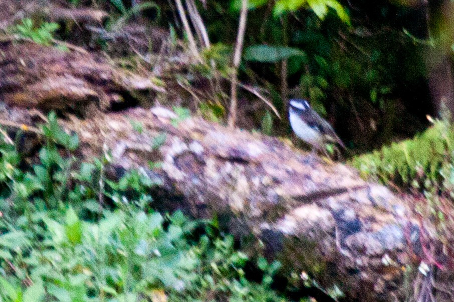 Black-capped Robin - ML424708301