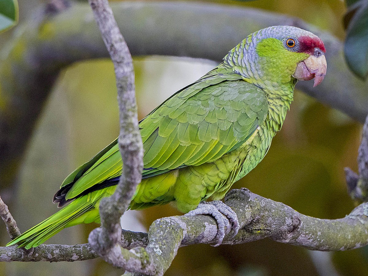 Lilac-crowned Amazon - eBird display picture 2