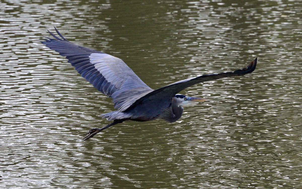 Great Blue Heron - ML42470981