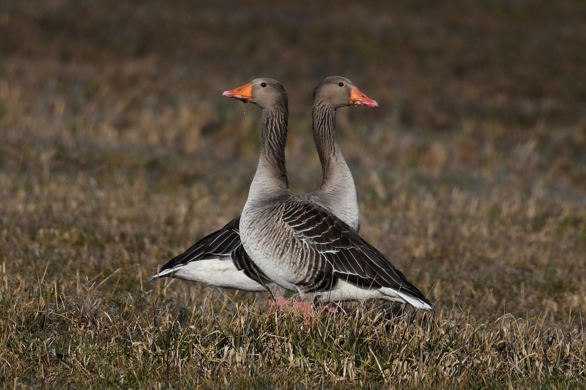 Graylag Goose - Marcin Sidelnik