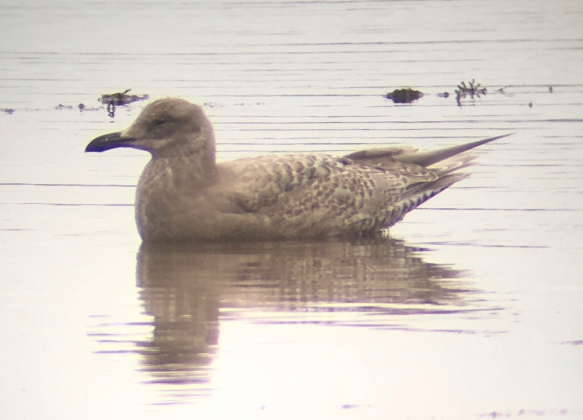 Glaucous-winged Gull - ML42471081