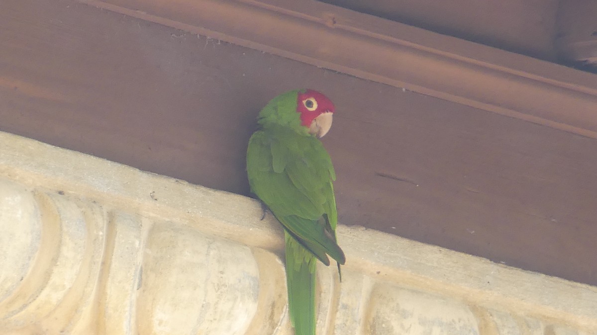 Red-masked Parakeet - ML424710971