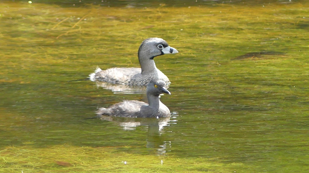 Least Grebe - ML424711261