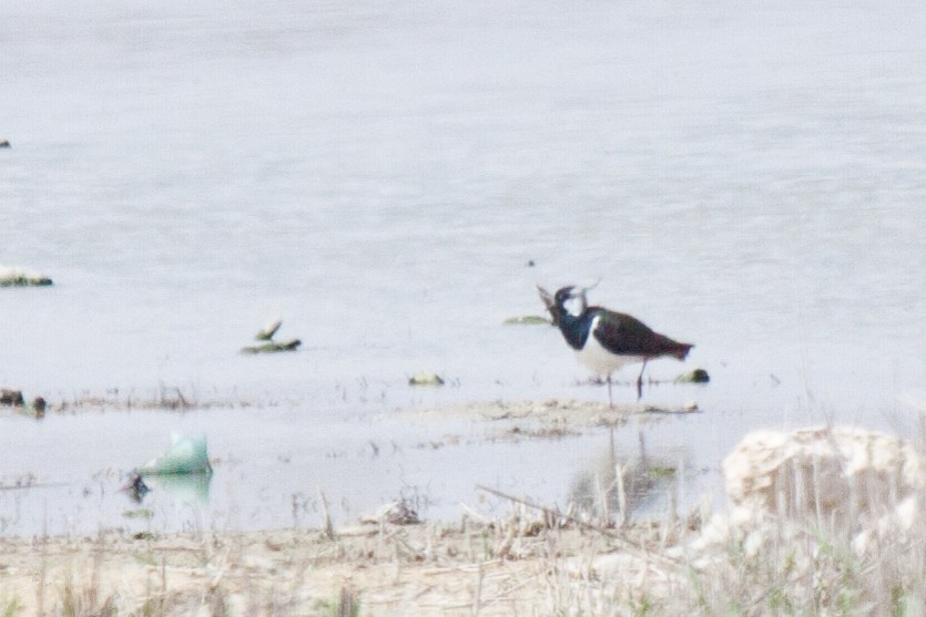 Northern Lapwing - ML424711491