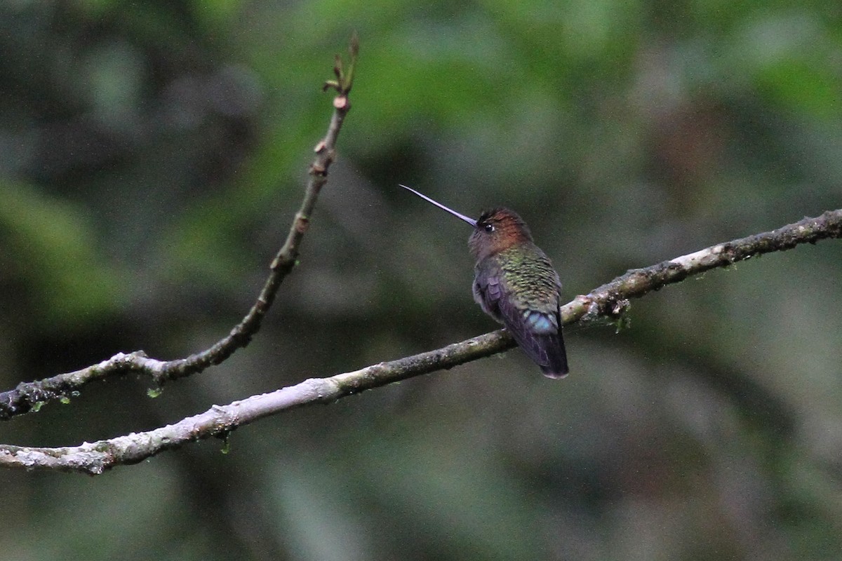 Green-fronted Lancebill - ML42471171